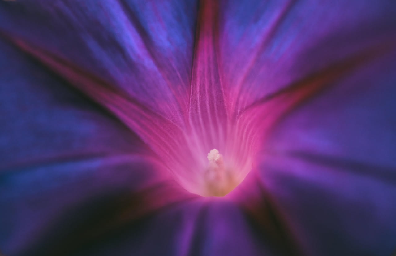 Ipomoea purpurea: il convolvolo che sboccia all'alba sul balcone