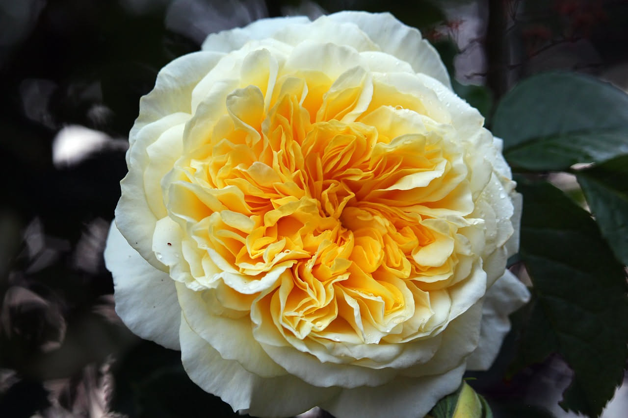Rose inglesi di David Austin: quando l'Inghilterra incontra i giardini italiani