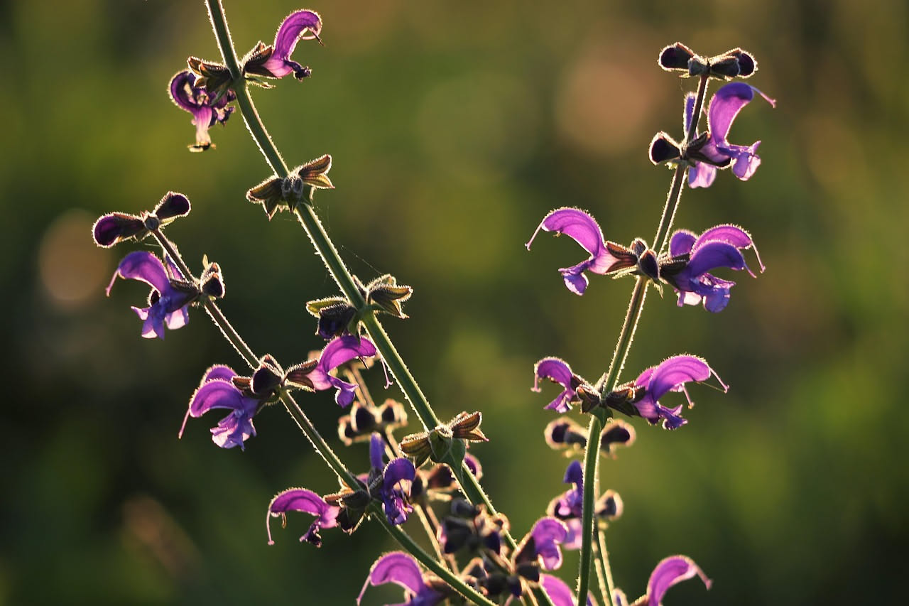 Salvia leucantha: il viola vellutato che trasforma un balcone