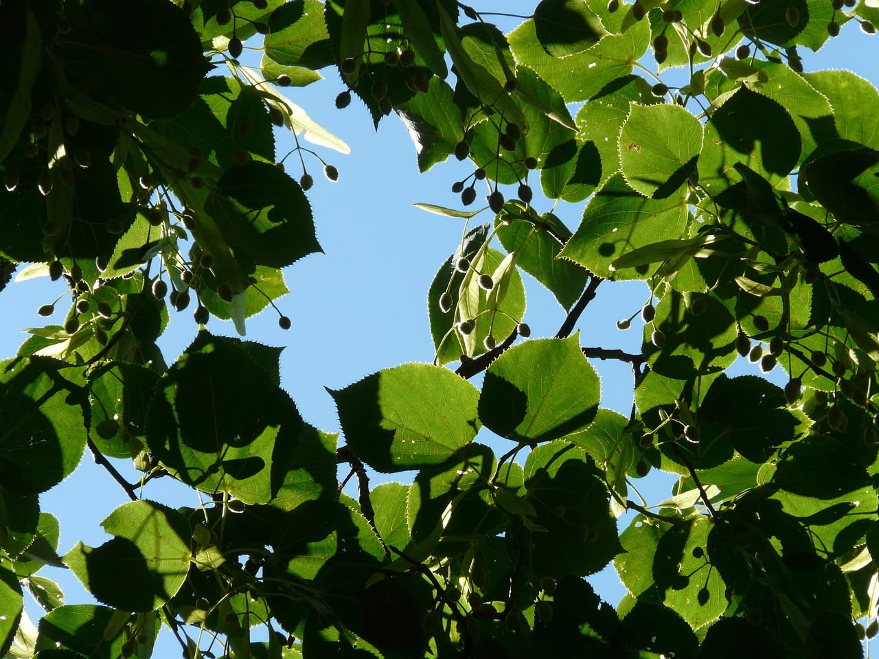 I tigli del Park Bagatti Valsecchi: il cuore verde di Milano