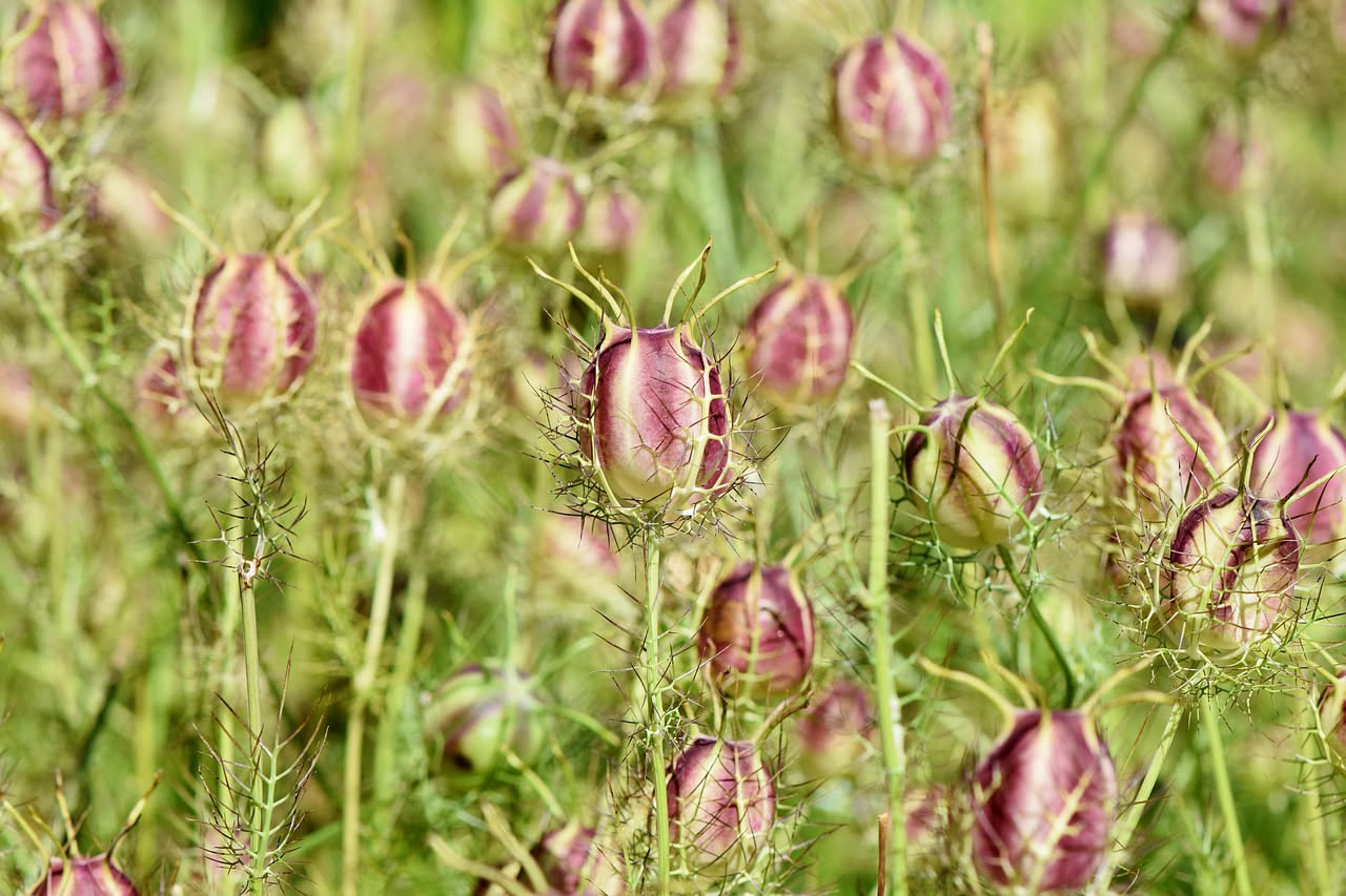 Nigella damascena nei giardini cottage: come coltivarla in vaso