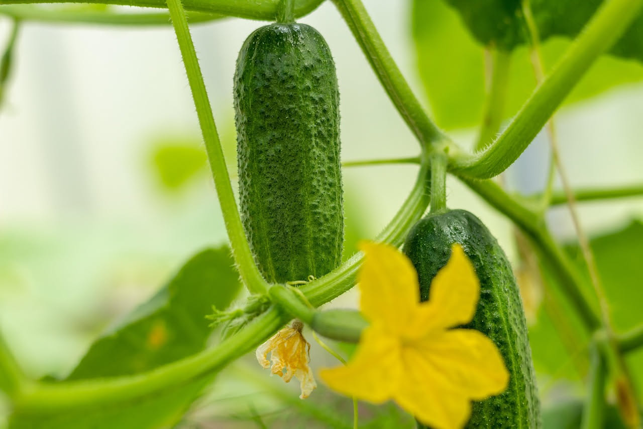 Cetriolino sottaceto bianco in vaso: coltivalo sul balcone