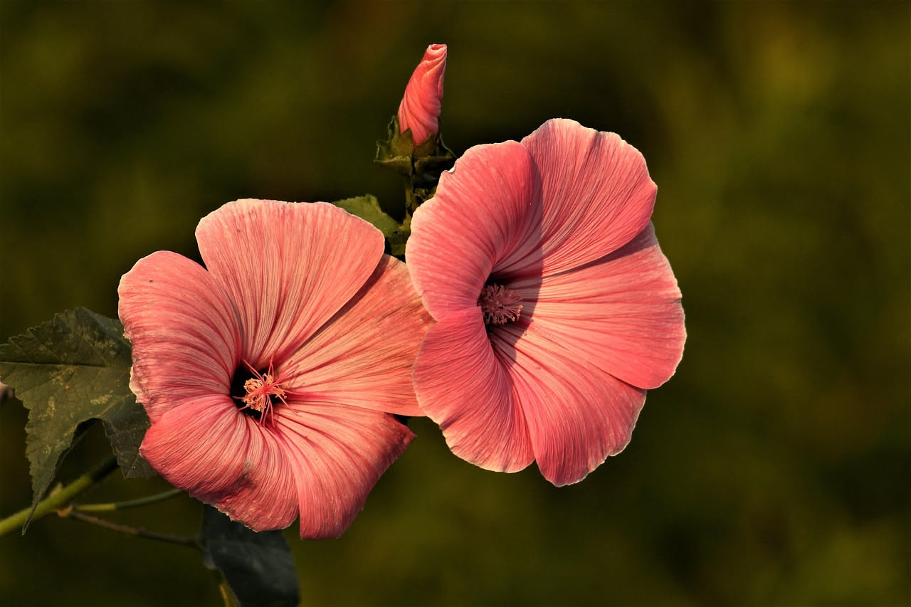 Hibiscus moscheutos per balconi: il fiore gigante che ama il sole
