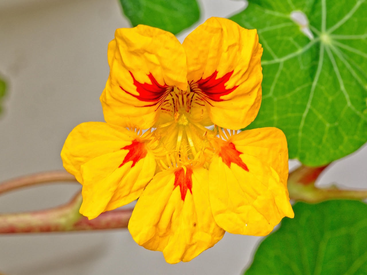 Fiori di nasturzio arancioni e rossi coltivati in un vaso di terracotta su un balcone cittadino, con foglie rotonde verde scuro e qualche baccello immaturo visibile tra i rami