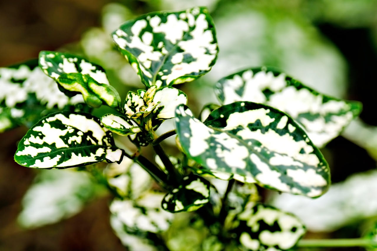 Schefflera variegata: la pianta colorata che vive in casa