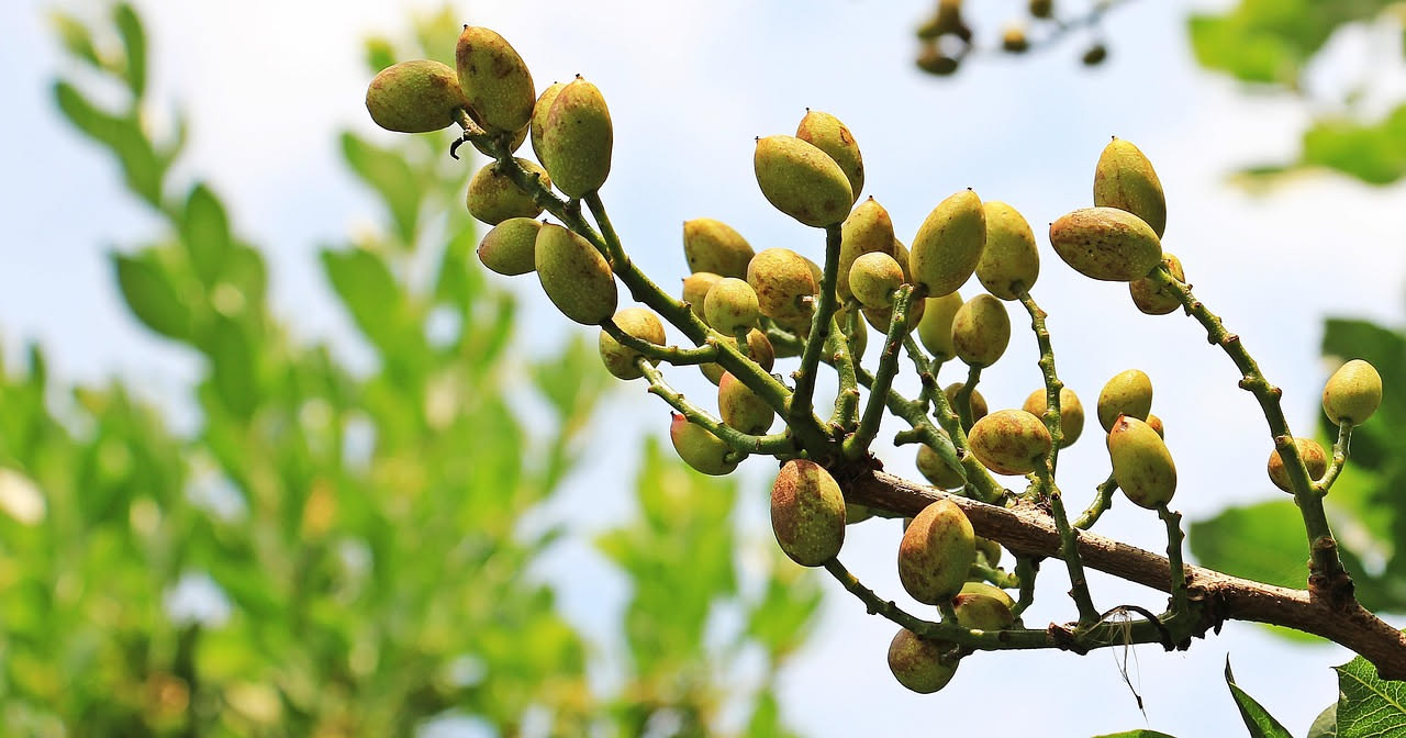 Pistacia atlantica: quando il pistacchio marocchino cresce nelle nostre terre