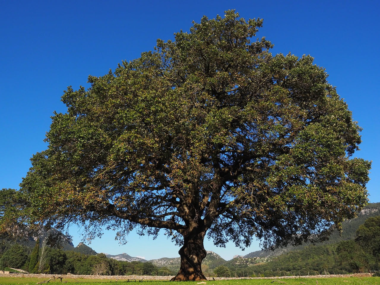 Quercus petraea: la rovere che rispetta i tempi del bosco