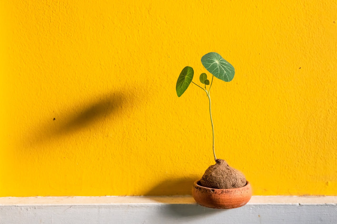 Pilea peperomioides con foglie rotonde verde scuro in vaso di ceramica bianca, posta su un tavolo di legno accanto a un libro e una tazza di caffè