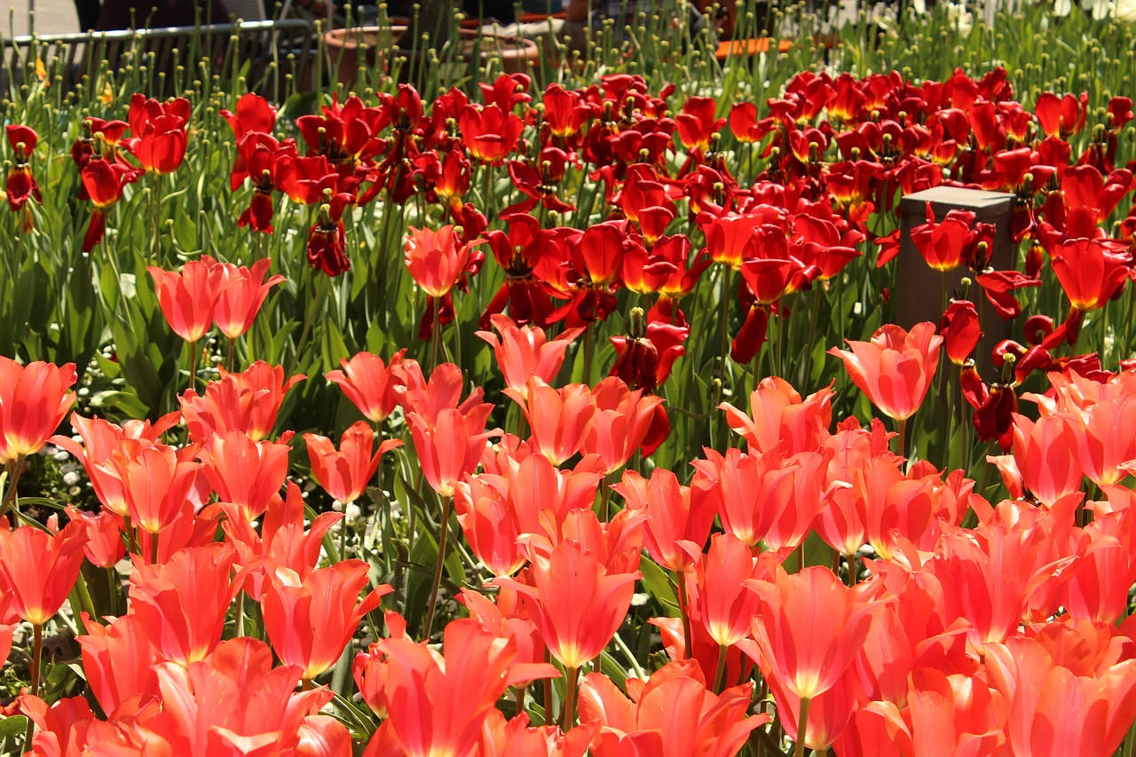 Tulipani a Castiglione del Lago: quando la primavera sboccia sul Trasimeno