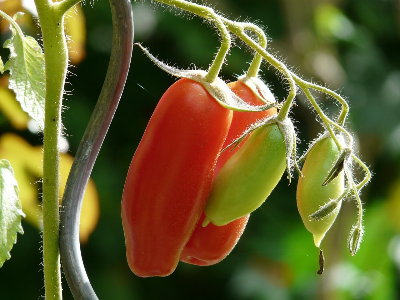 Pomodoro Pachino DOP in vaso: come coltivare il datterino siciliano