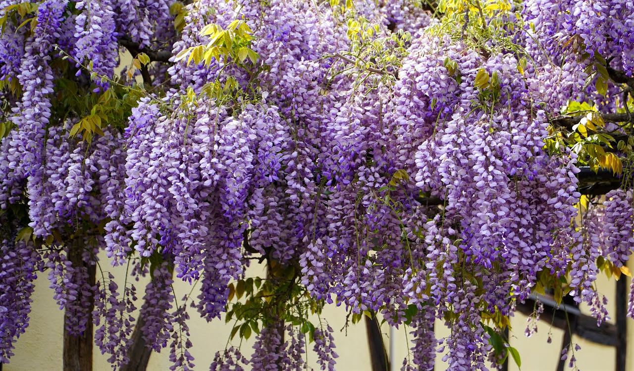 Glicine viola e blu in fiore in un grande vaso di terracotta su un terrazzo italiano, con grappoli pendenti di fiori e foglie pennate verdi