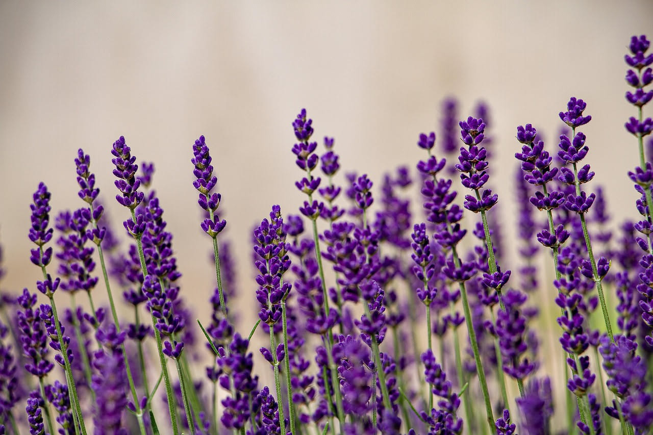 Lavanda in cassetta: come farla crescere sul terrazzo italiano