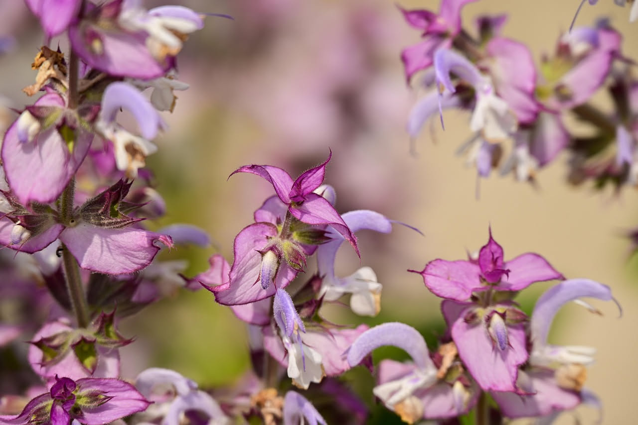 Salvia selvatica con fiori blu e viola che crescono tra i sassi di un muro a secco antico in un borgo della Campania, con terrazzamenti coltivati sullo sfondo