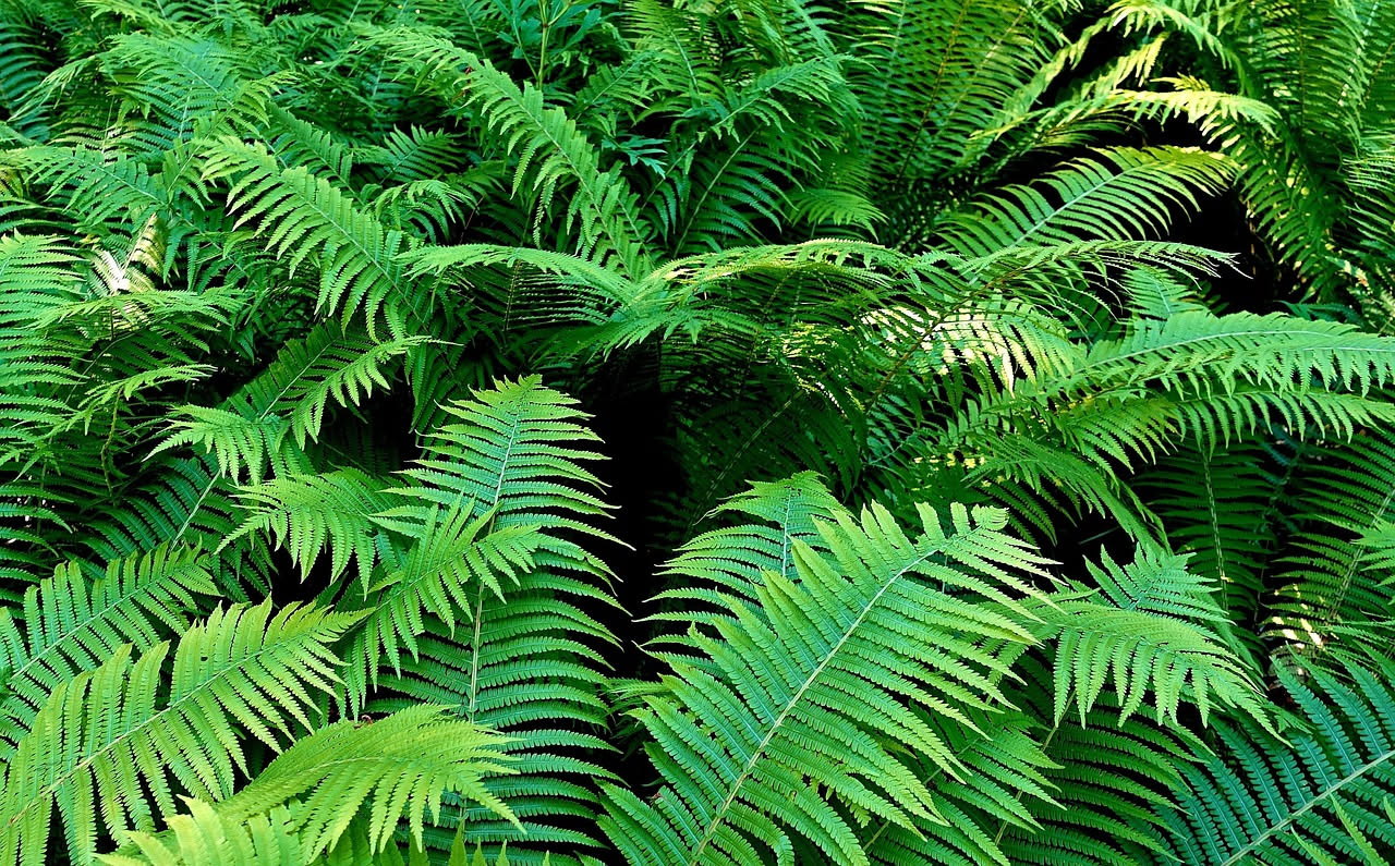 Felce italiana selvatica: la storia di una specie nei boschi