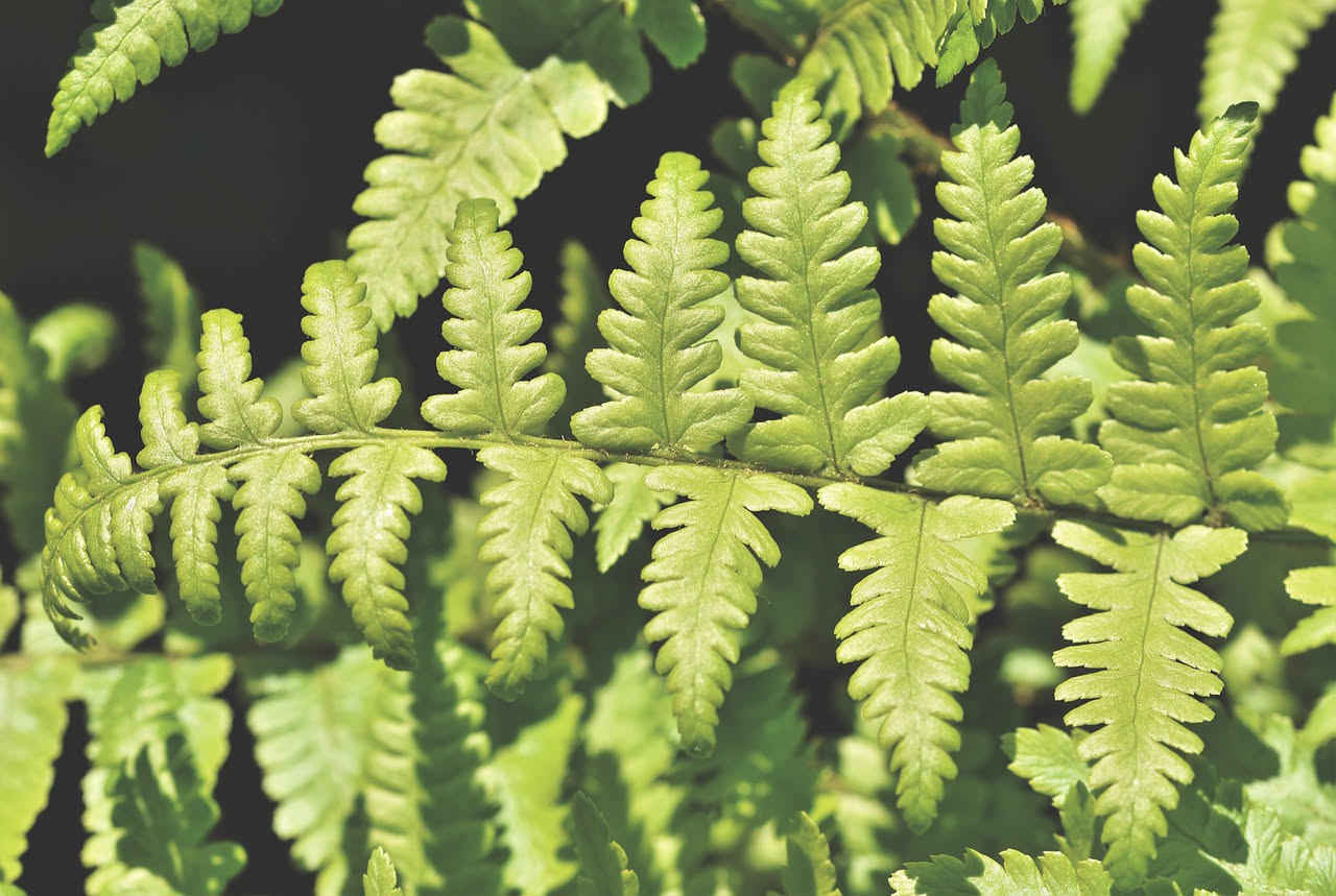Felce mediterranea con fronde verdi ondulate che spuntano dal sottobosco umido, circondato da muschio e rocce coperte di licheni in un bosco italiano