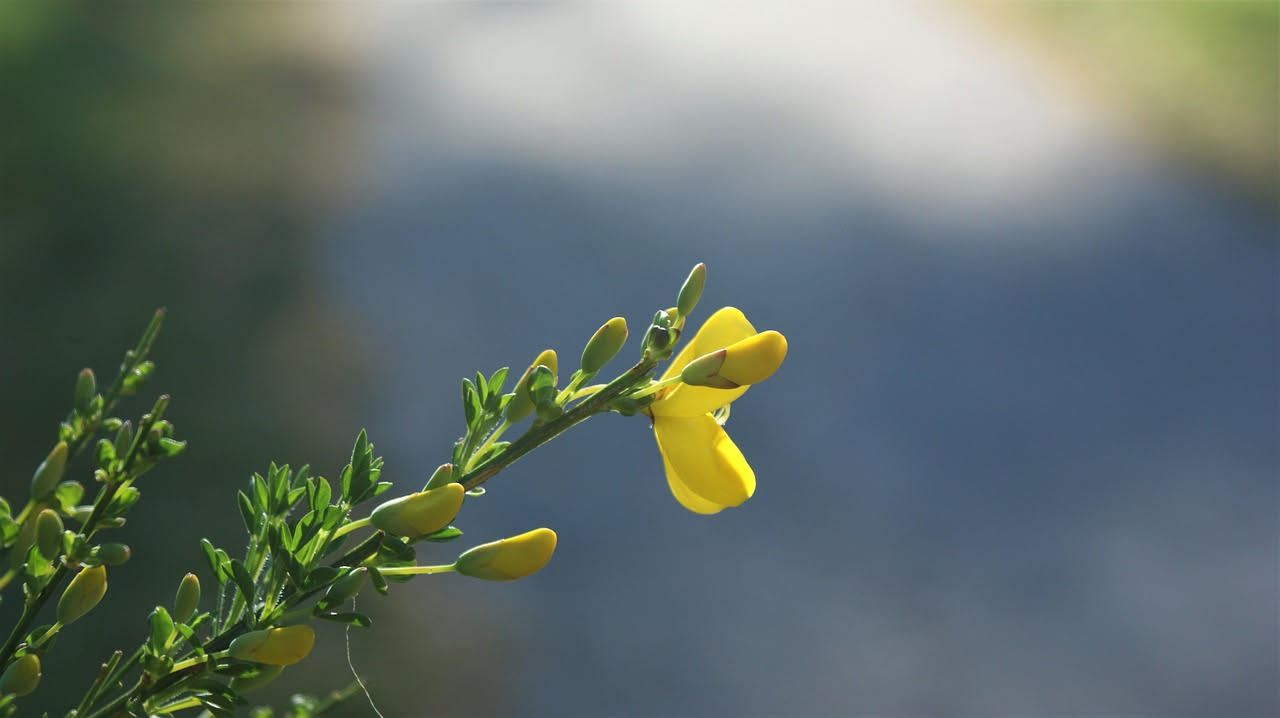 Ginestra selvatica a maggio: il richiamo della macchia mediterranea