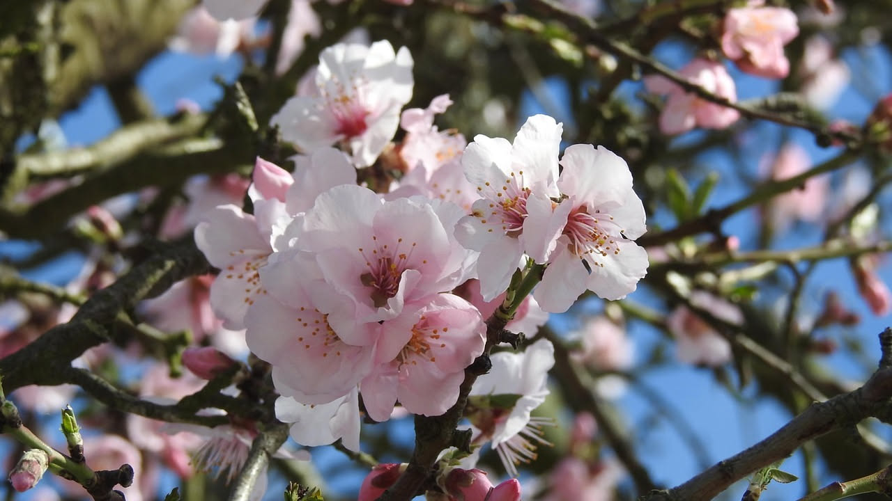 Mandorlo italiano: quando fiorisce prima della primavera
