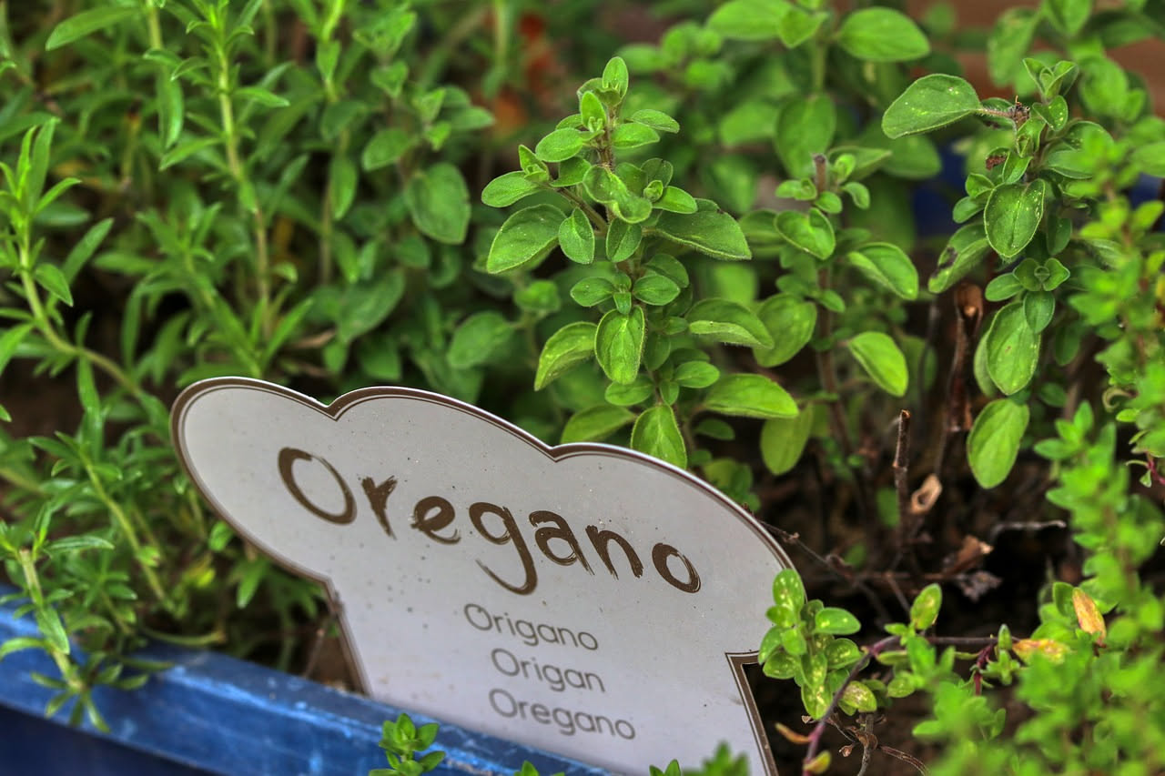 Origano in terrazzo: come coltivarlo in cassetta tutto l anno