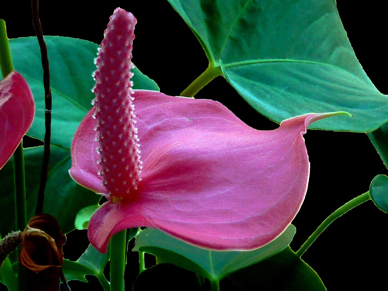 Anthurium, elegante e facile: la pianta perfetta per interni