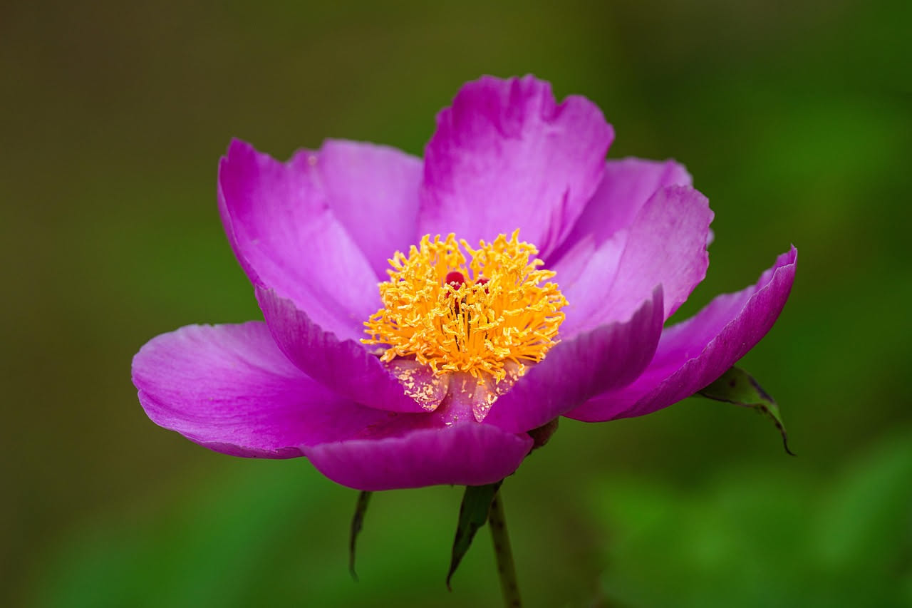 Peonia selvatica: quando fiorisce prima di maggio sul balcone