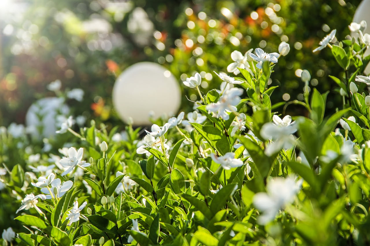 Gelsomino in terrazzo: come farlo fiorire a fine primavera