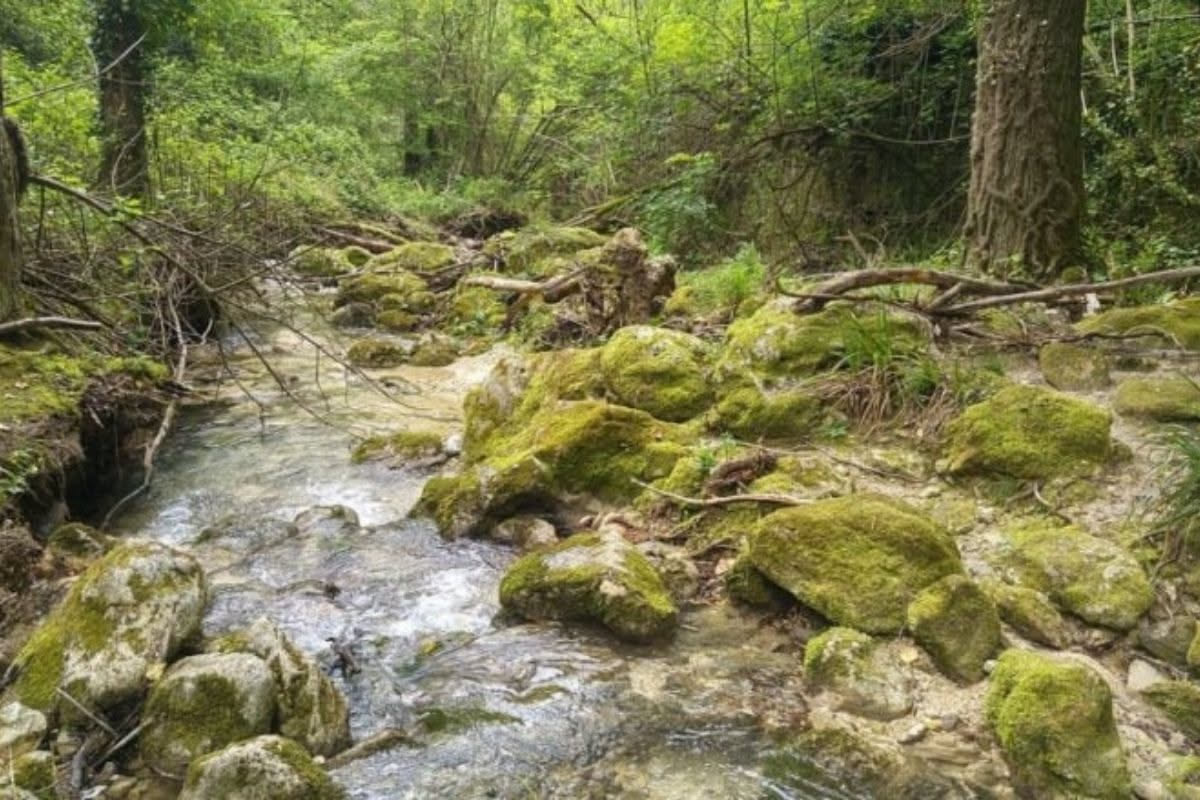 L'equiseto nei boschi italiani: una pianta fossile ancora viva
