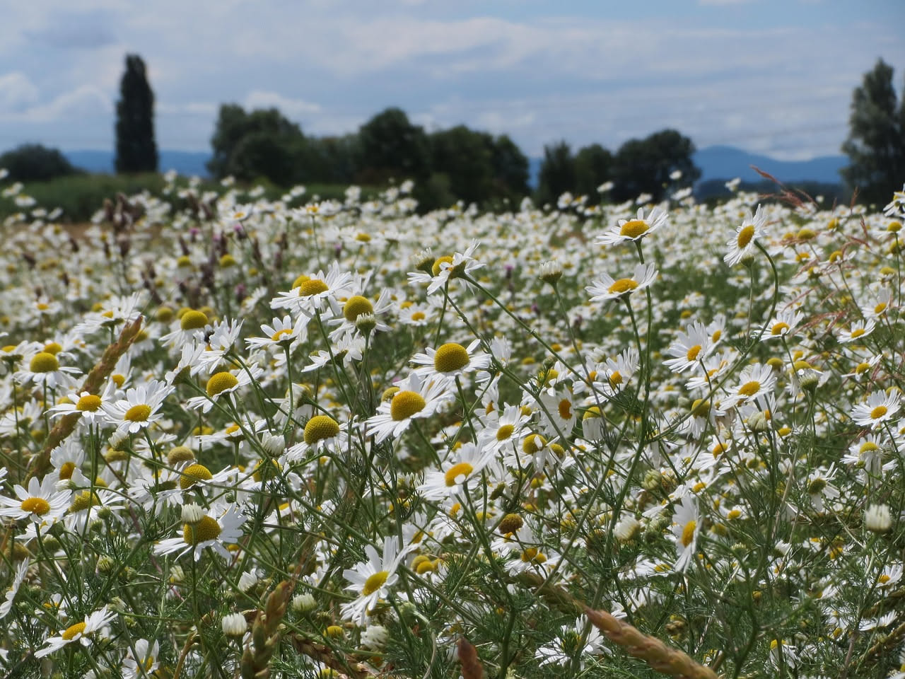 Camomilla selvatica: come trasforma i prati dei borghi italiani a maggio