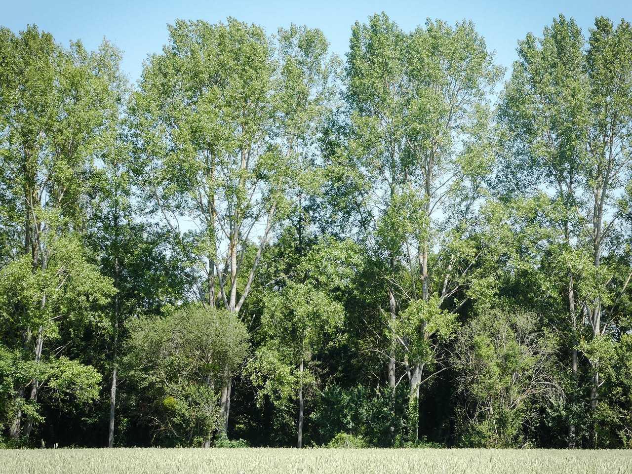 Pioppo bianco: l'albero che narra la storia dei fiumi italiani