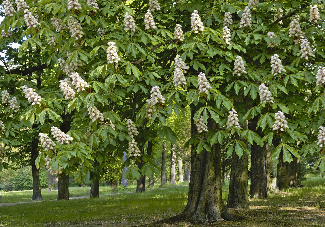Il castagno degli Appennini: quando un albero racconta i borghi italiani