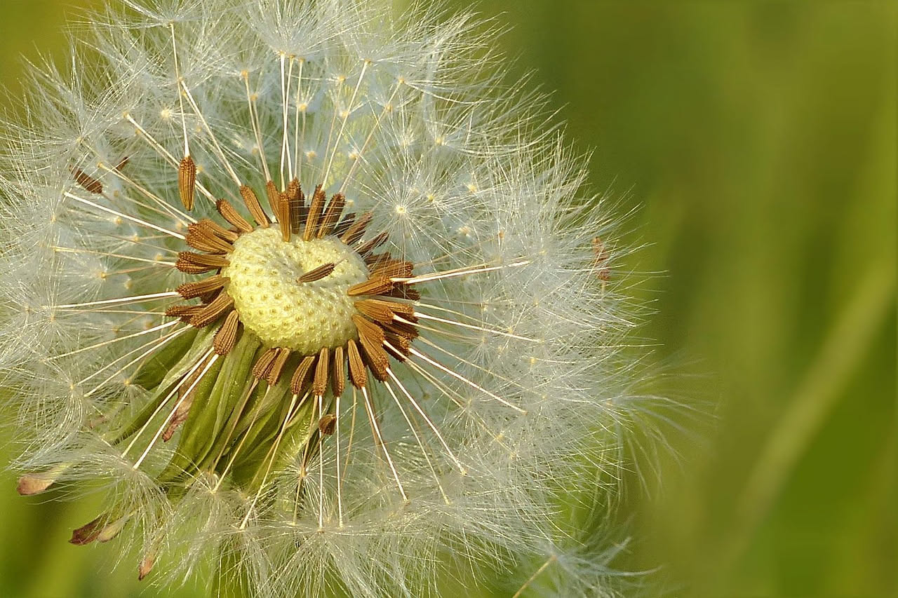 Tarassaco dei prati: storia botanica di una specie selvatica italiana