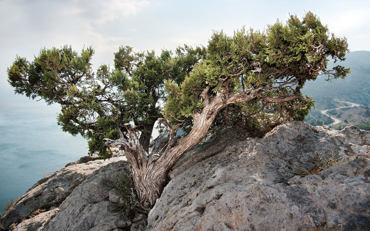 Tasso mediterraneo: l'albero che abitava le ville antiche