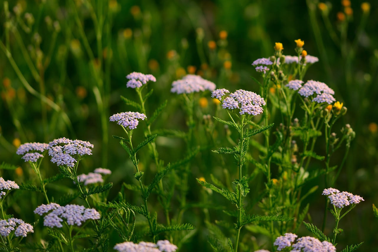 Achillea selvatica nei prati montani: la trasformazione primaverile