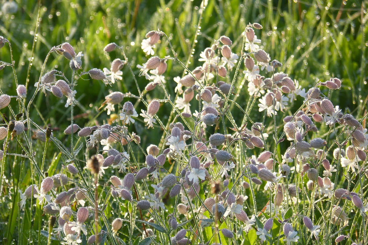 La silene notturna: la pianta del Centro che sboccia al tramonto