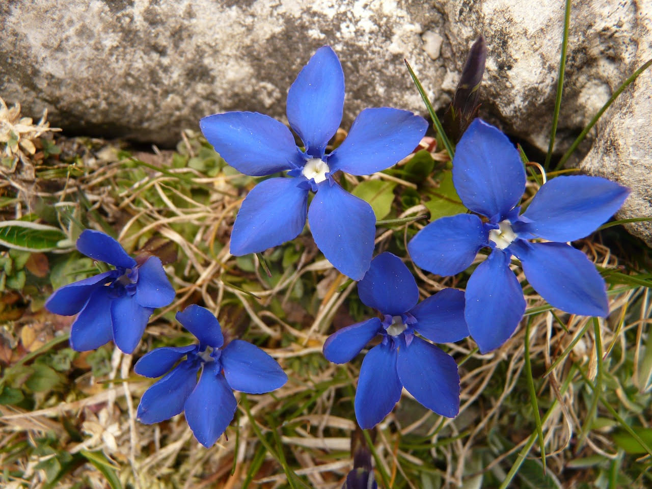 L'iris alpina italiana: il fiore che vive tra le rocce della montagna
