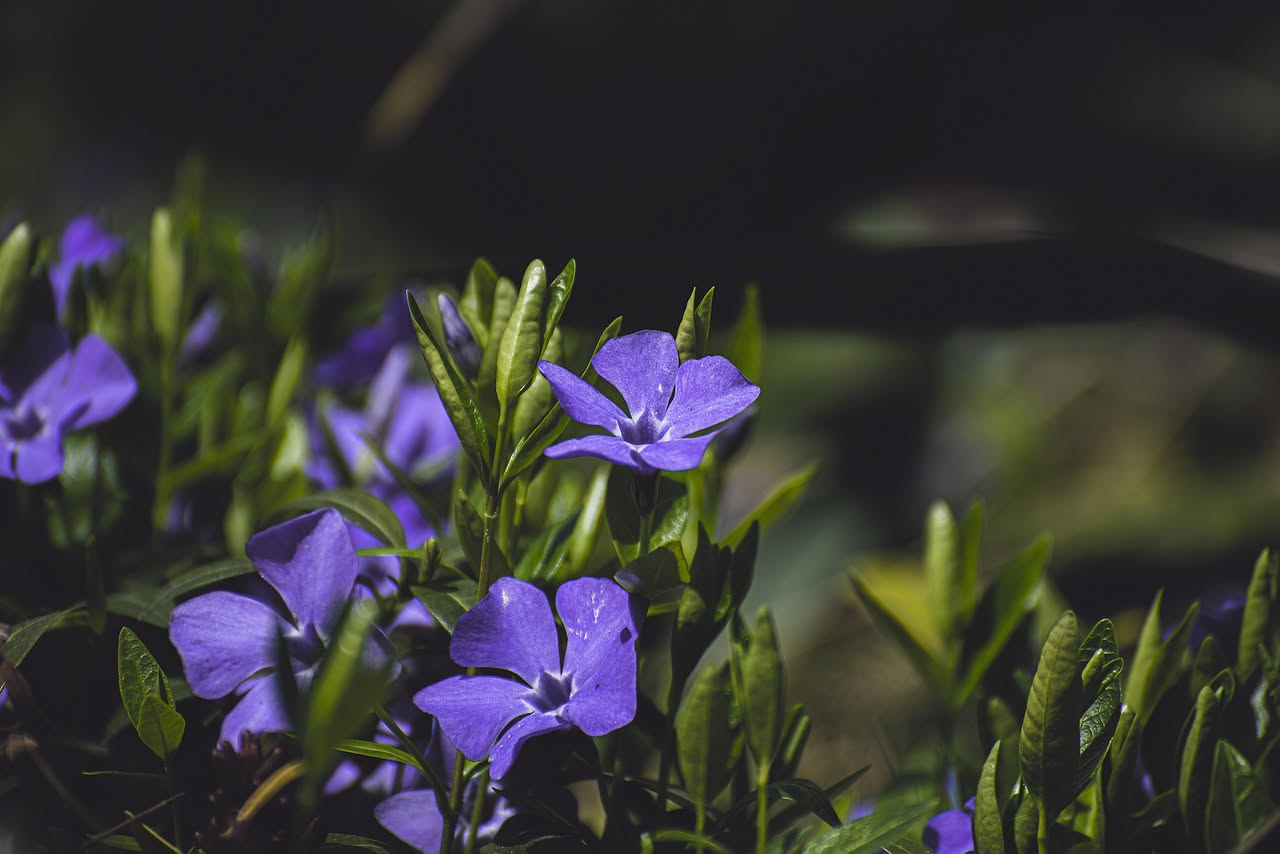 Pervinca selvatica: come colonizza i sottoboschi del Centro Italia
