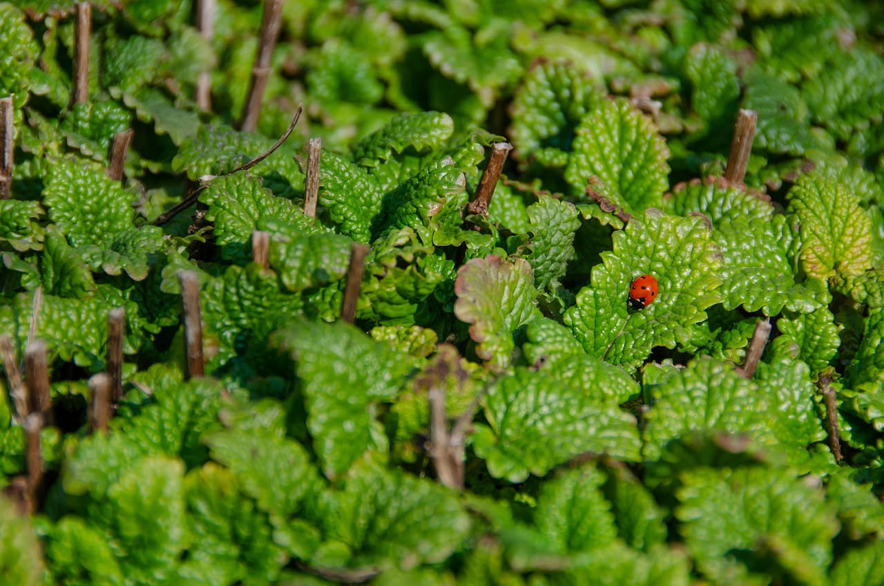 Centocchio selvatico: il verde che invade i campi a fine primavera