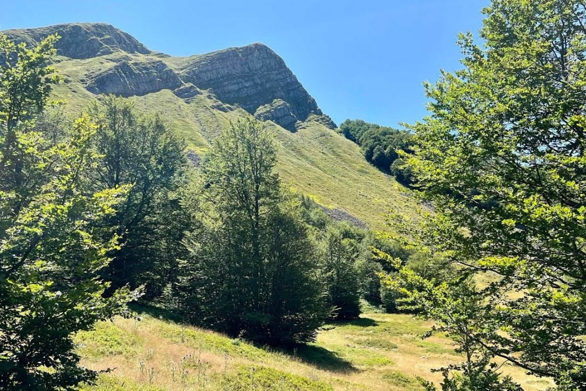 Il faggio appenninico: storia e caratteri dei boschi di montagna
