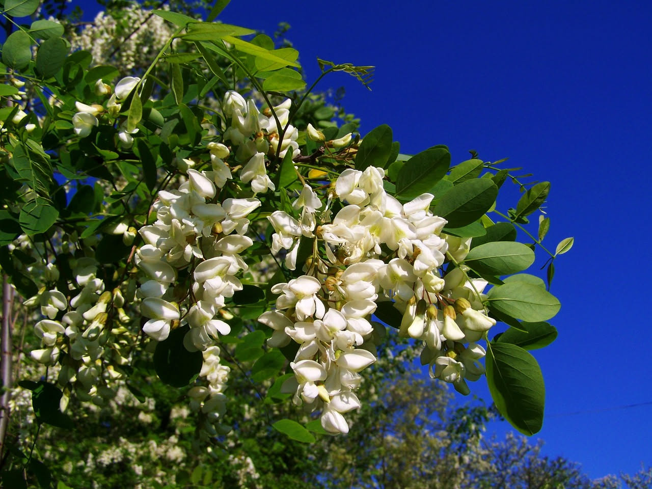 La robinia nella pianura: come un albero straniero ha scritto la storia dei borghi