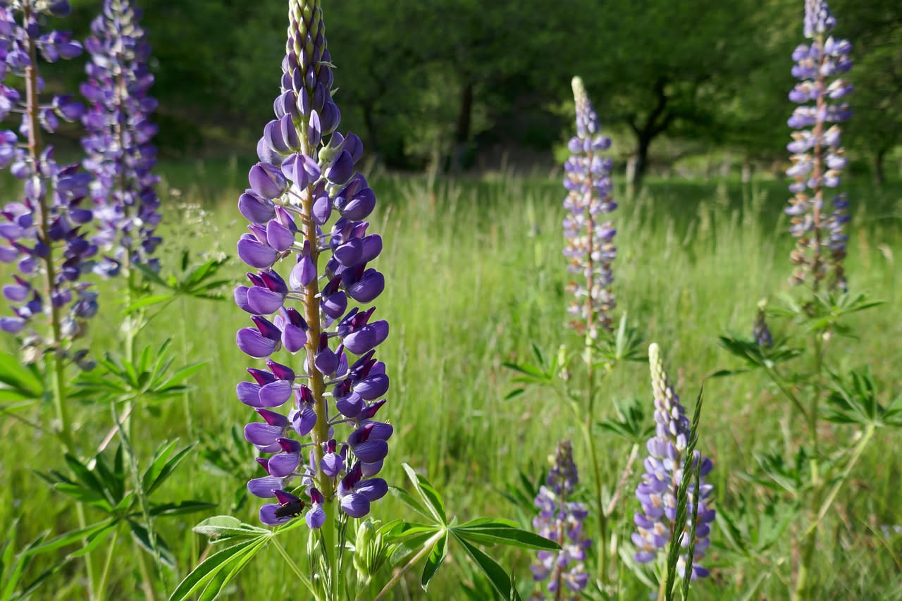 Lupinella nei prati: la storia della pianta selvatica delle valli italiane