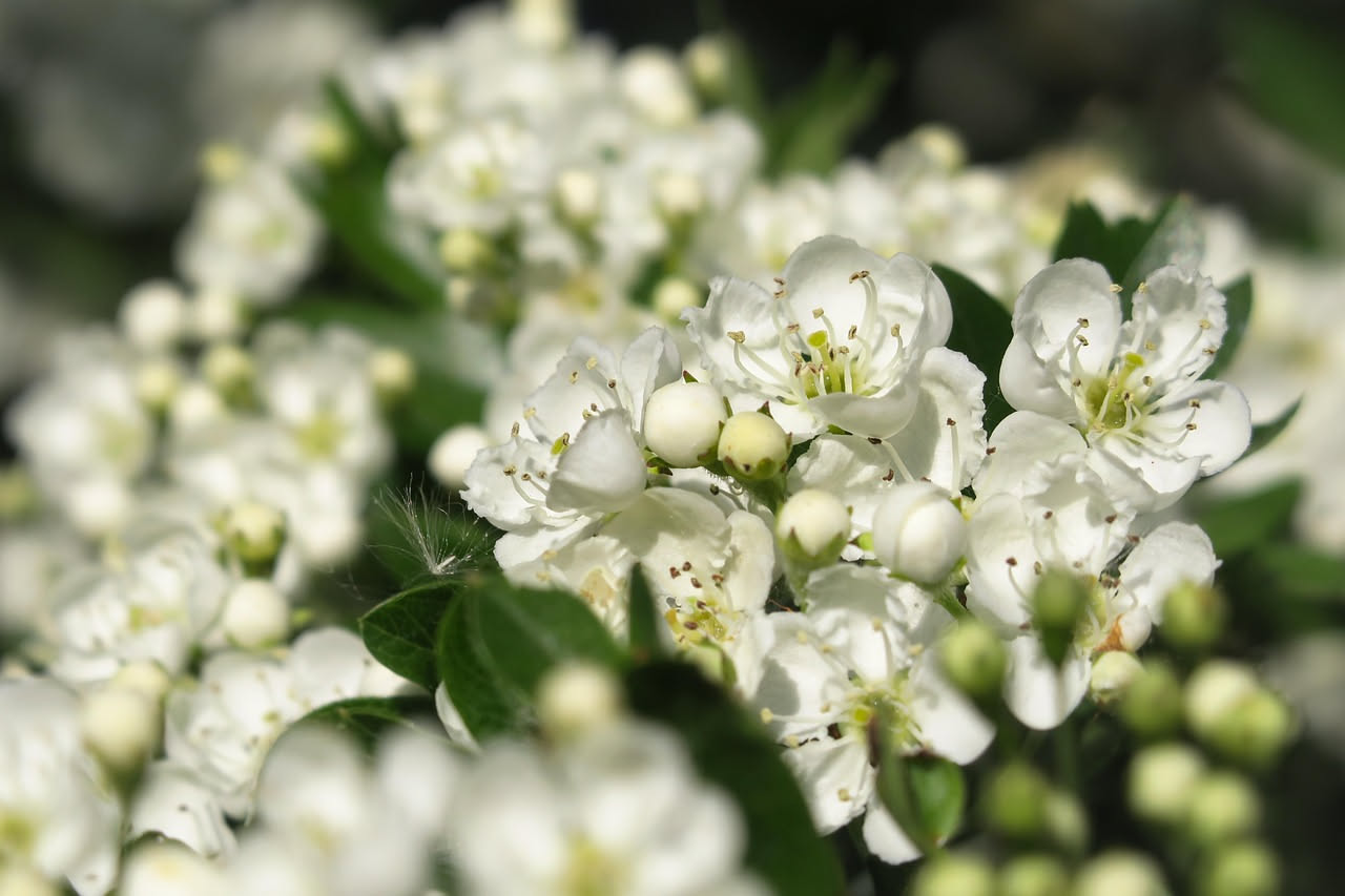 Rami di biancospino selvatico con fiori bianchi delicati e spine visibili, sfondo di borgo montano appenninico con muri di pietra