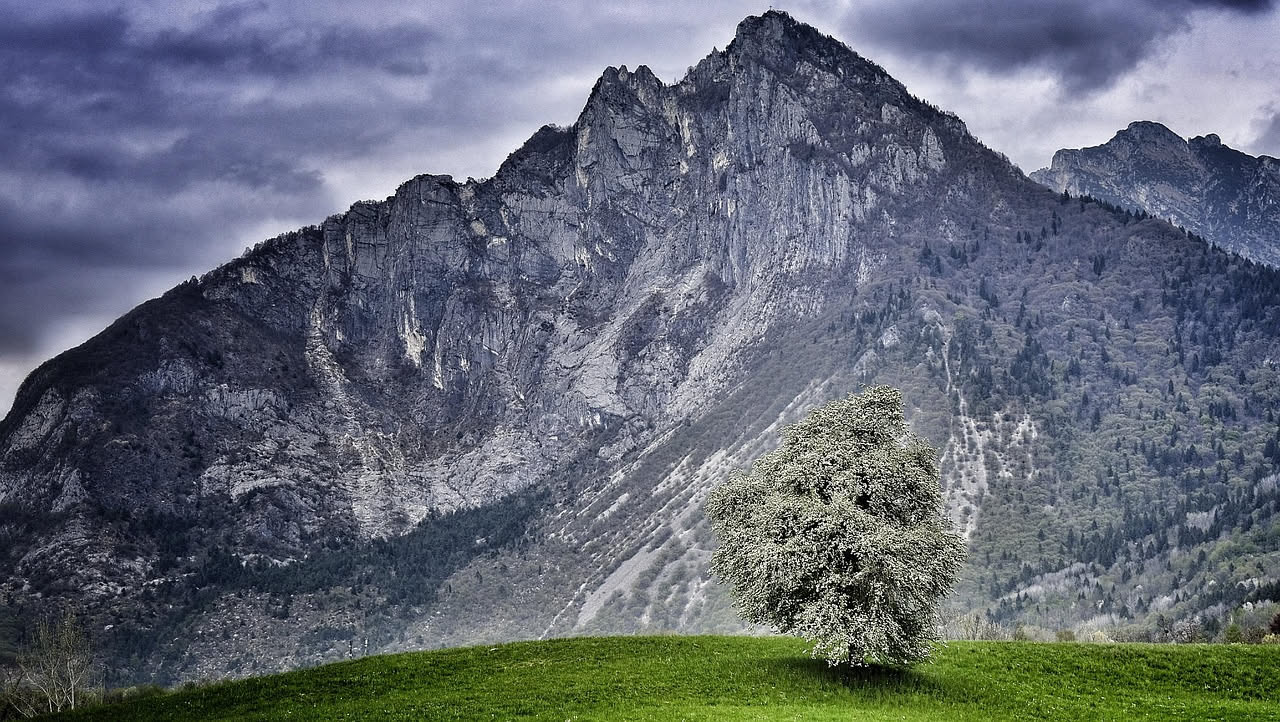 La betulla bianca delle Alpi: storia di un albero selvaggio del Trentino
