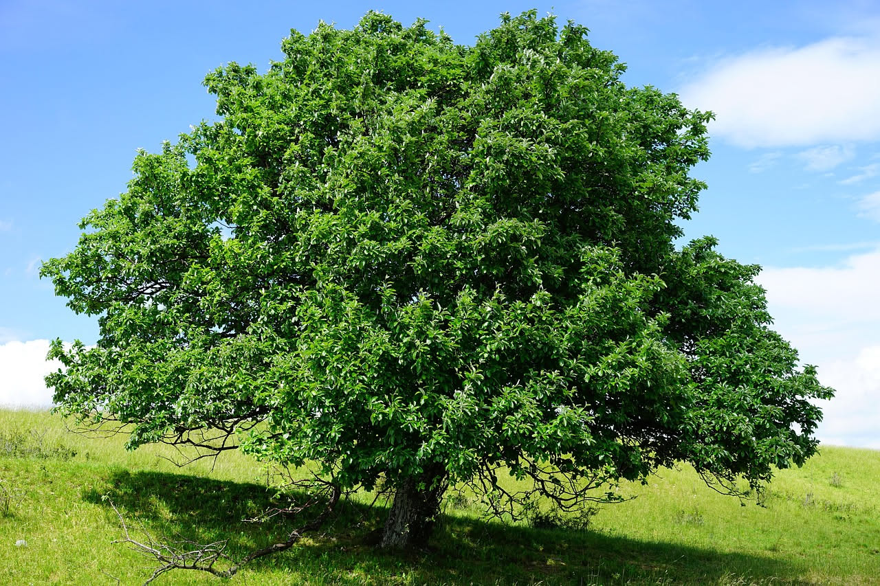 La mela selvatica del Casentino: albero dimenticato dei boschi antichi