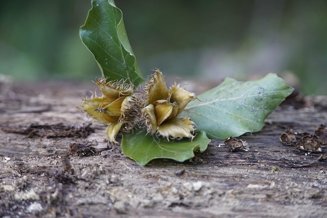 Nocciolo selvatico piemontese: storia di un albero nei boschi