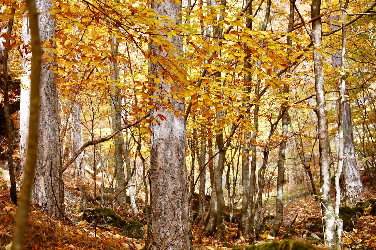 Pero corvino: la storia selvatica di un albero dei boschi appenninici
