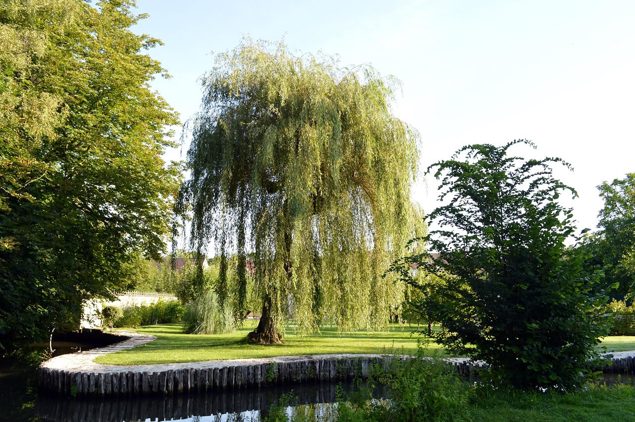 Salice piangente nei laghi veneti: storia di un albero innamorato dell'acqua
