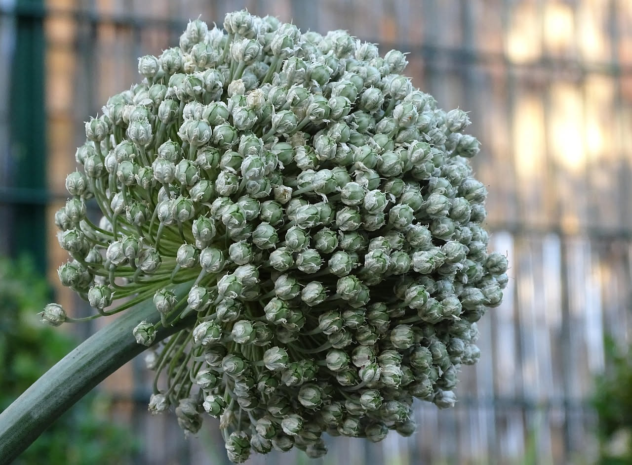 Aglio in vaso: come coltivarlo dal balcone al raccolto