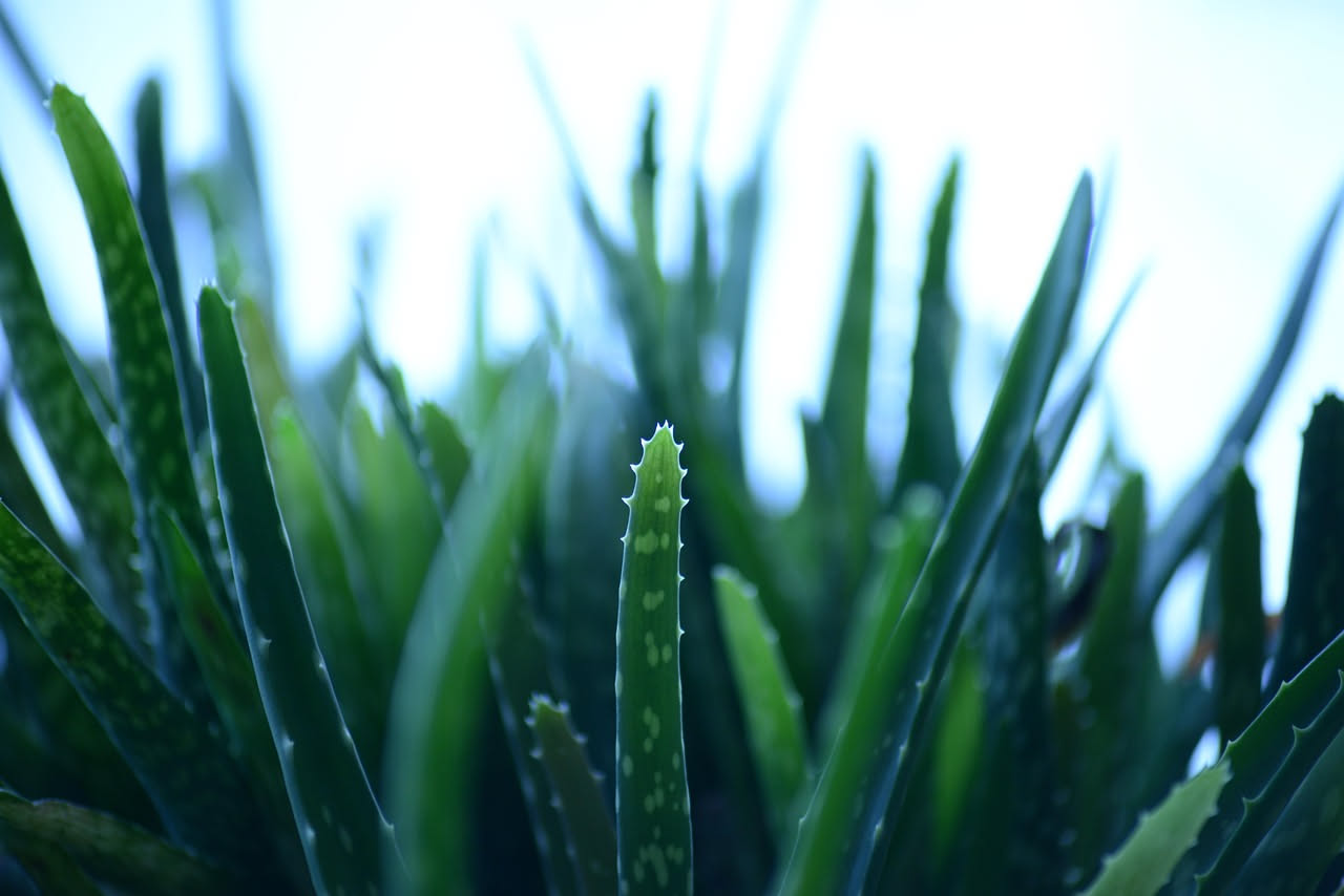 Aloe vera: come coltivarla in casa con successo