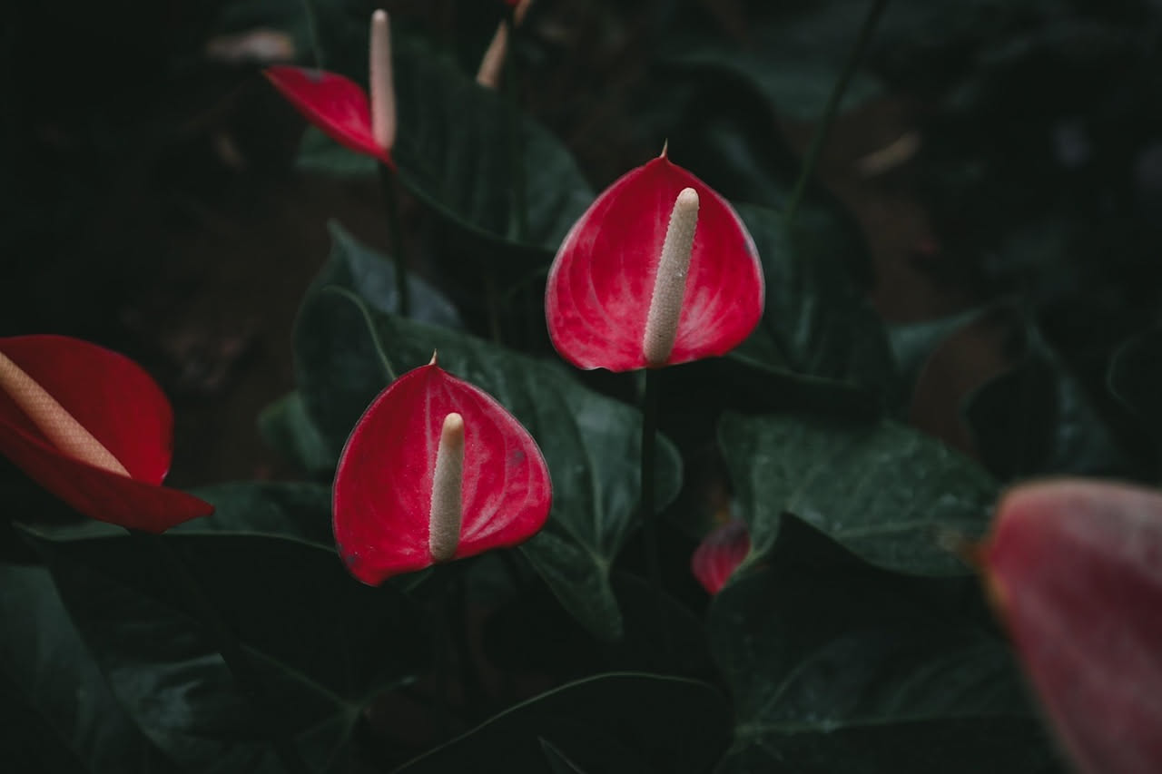 Anthurium: come curare la pianta dei fiori rossi