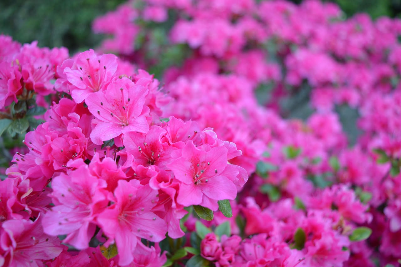 Azalea: come curarla e mantenerla fiorita tutto l'anno