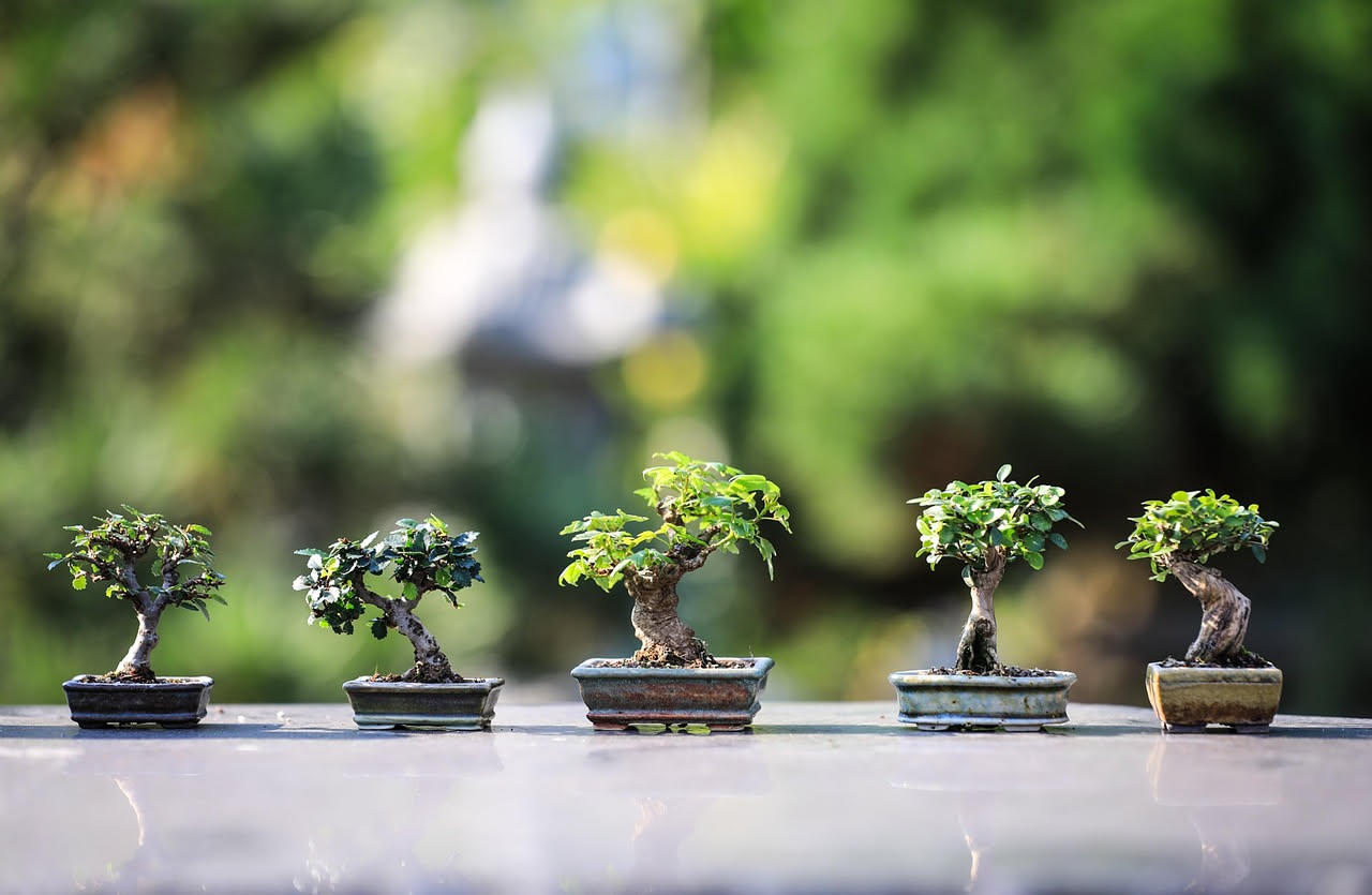Bonsai di acero rosso in vaso di ceramica rettangolare, con fusto sinuoso e chioma fitta dalle foglie rosso-arancione, posizionato su un tavolo in legno davanti a una finestra luminosa